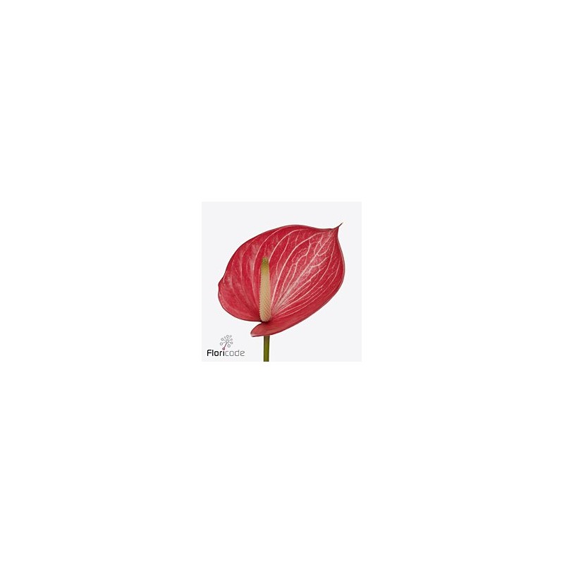 Anthurium Caldonia bicolor