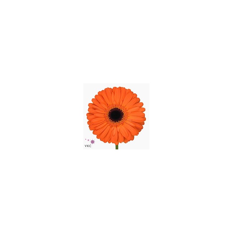 Gerbera Applause