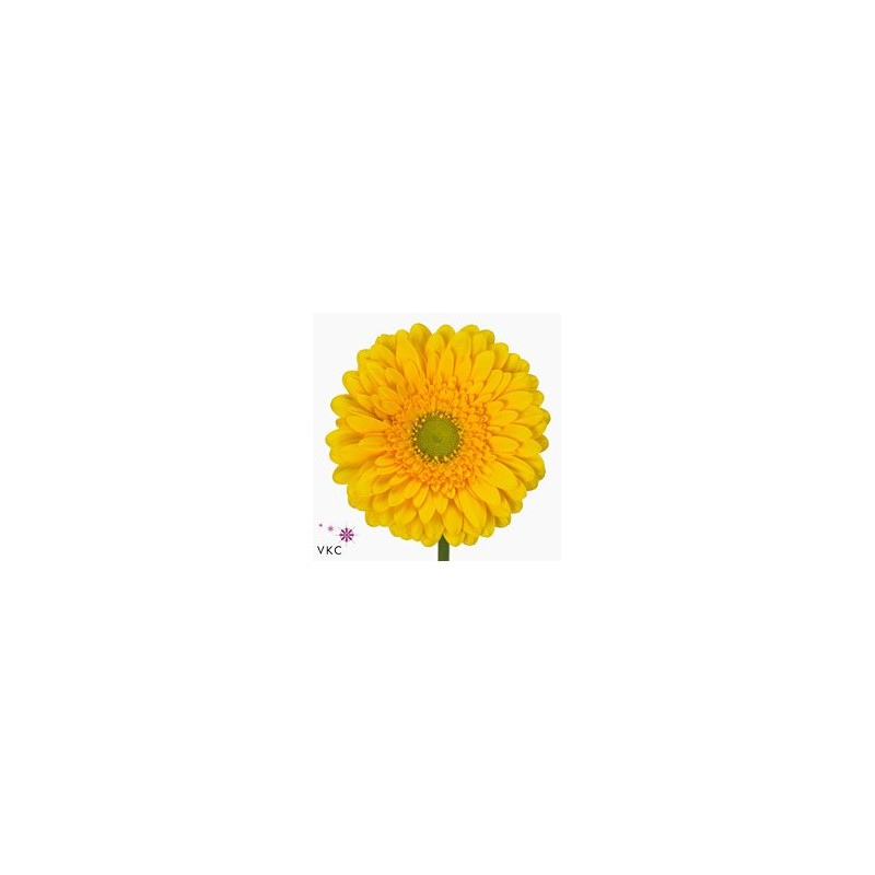 Gerbera Diamond Submarine