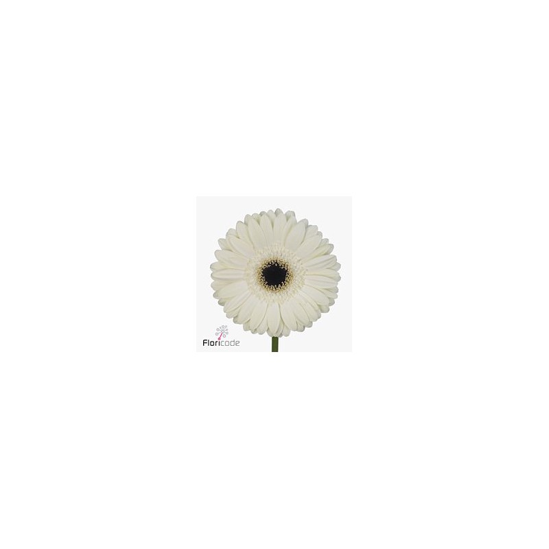 Gerbera Diamond White House