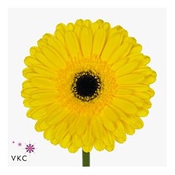 Gerbera Don Leo