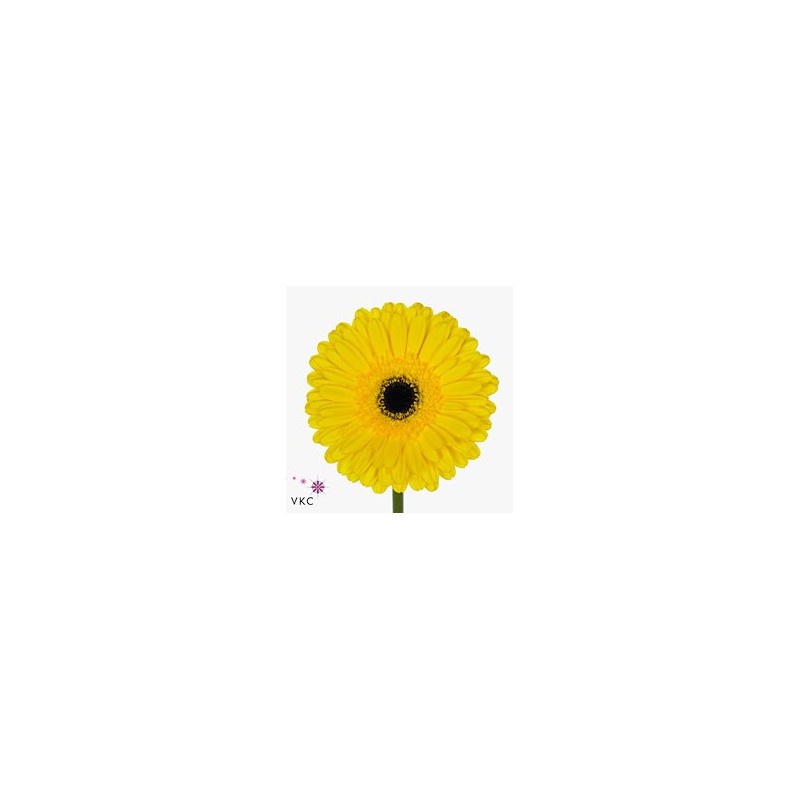 Gerbera Don Leo