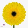 Gerbera Don Leo