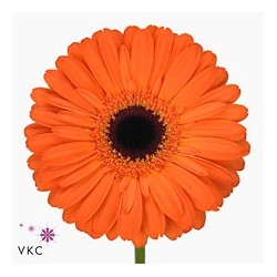 Gerbera Dutch Pride