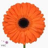 Gerbera Dutch Pride