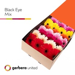 Gerbera Mix