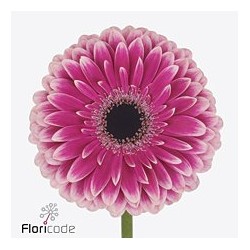 Gerbera Prelude