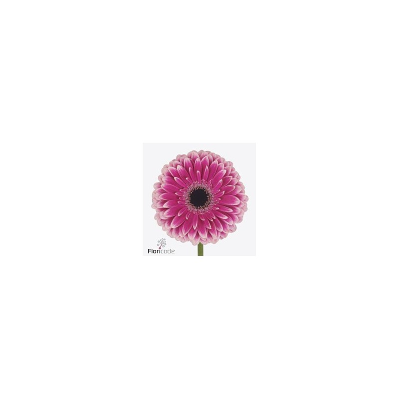 Gerbera Prelude