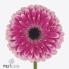 Gerbera Prelude