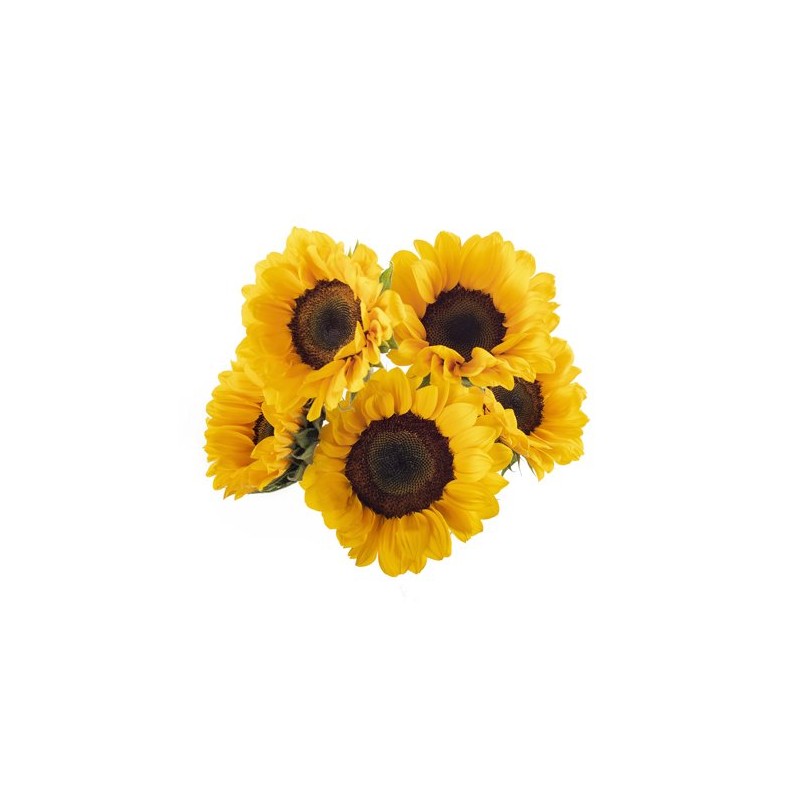 Girasol