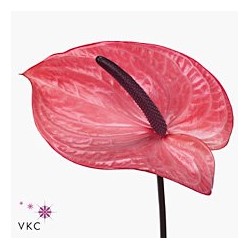 Anthurium Candy rosa