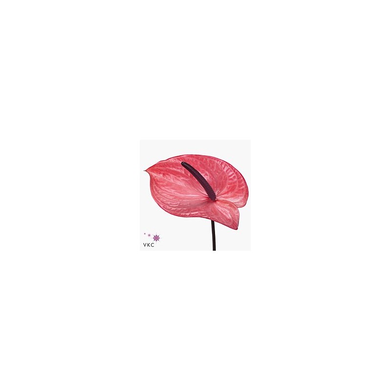 Anthurium Candy rosa