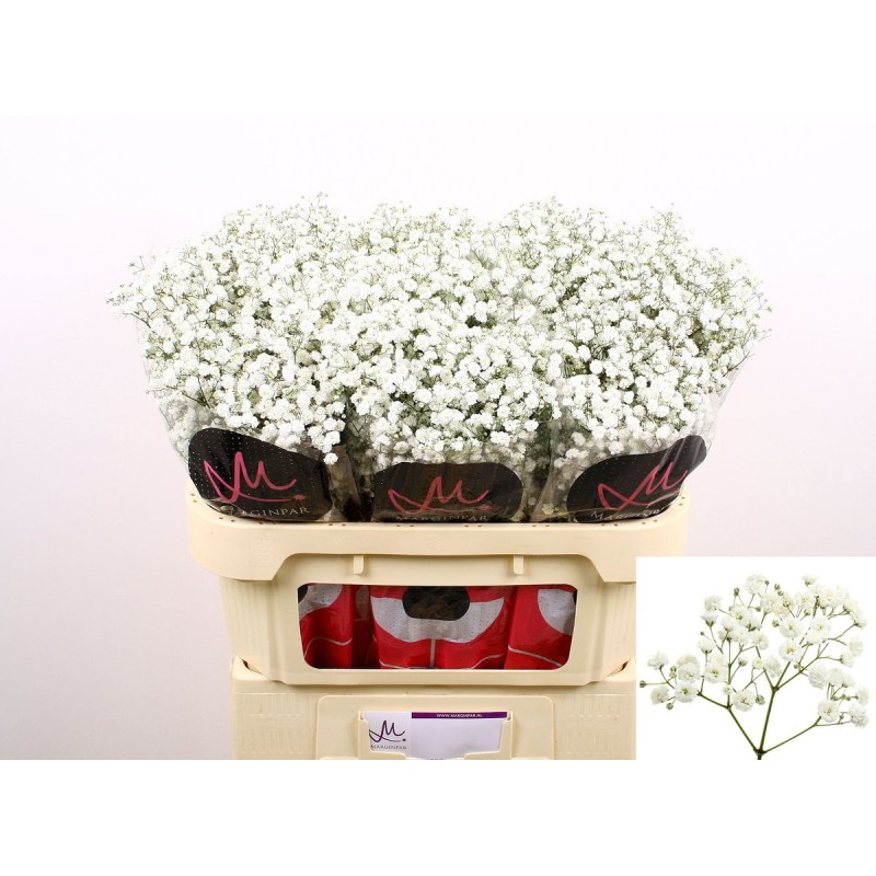 Gypsophila Paniculata Xlence