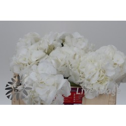 Hortensia