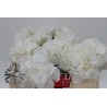 Hortensia