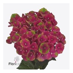 Hydrangea Mag Charlotte