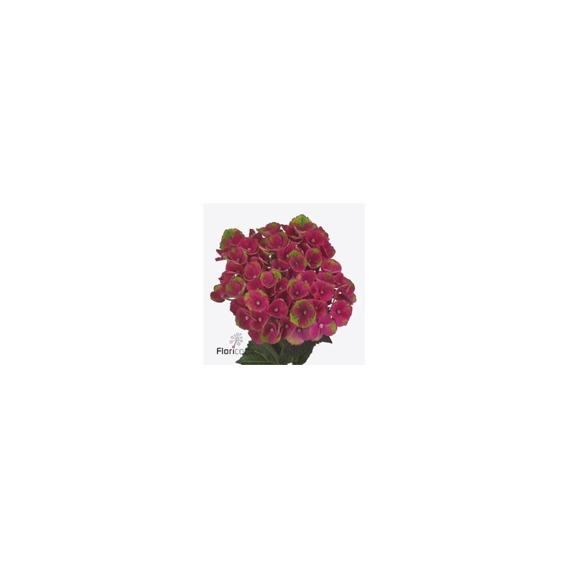 Hydrangea Mag Charlotte