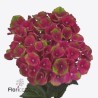 Hydrangea Mag Charlotte