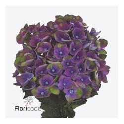 Hydrangea Mag Charlotte Blue