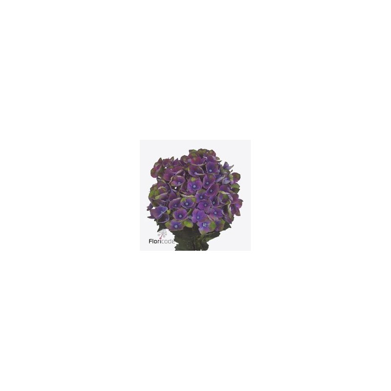 Hydrangea Mag Charlotte Blue