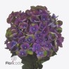 Hydrangea Mag Charlotte Blue