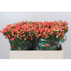 Hypericum