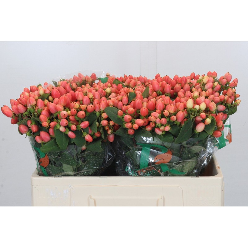 Hypericum