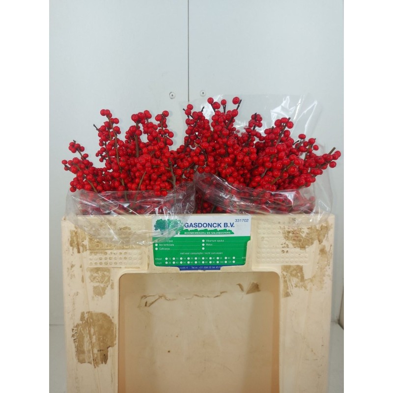 Ilex Verticillata