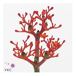 Jatropha Firecrack