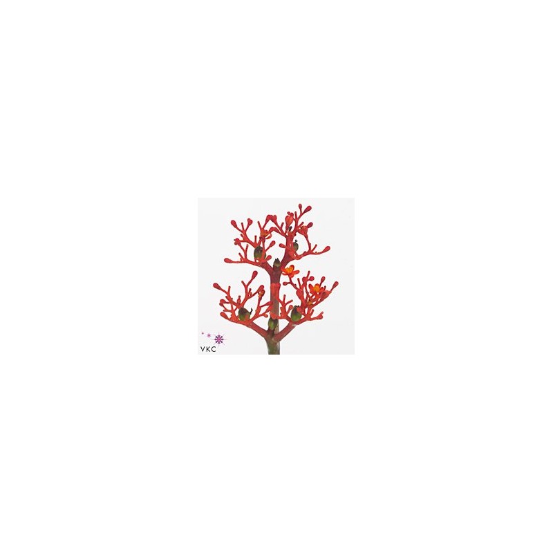 Jatropha Firecrack