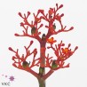Jatropha Firecrack