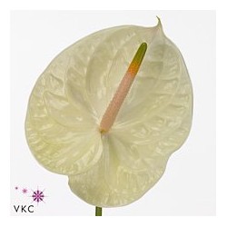 Anthurium Champagne Crema