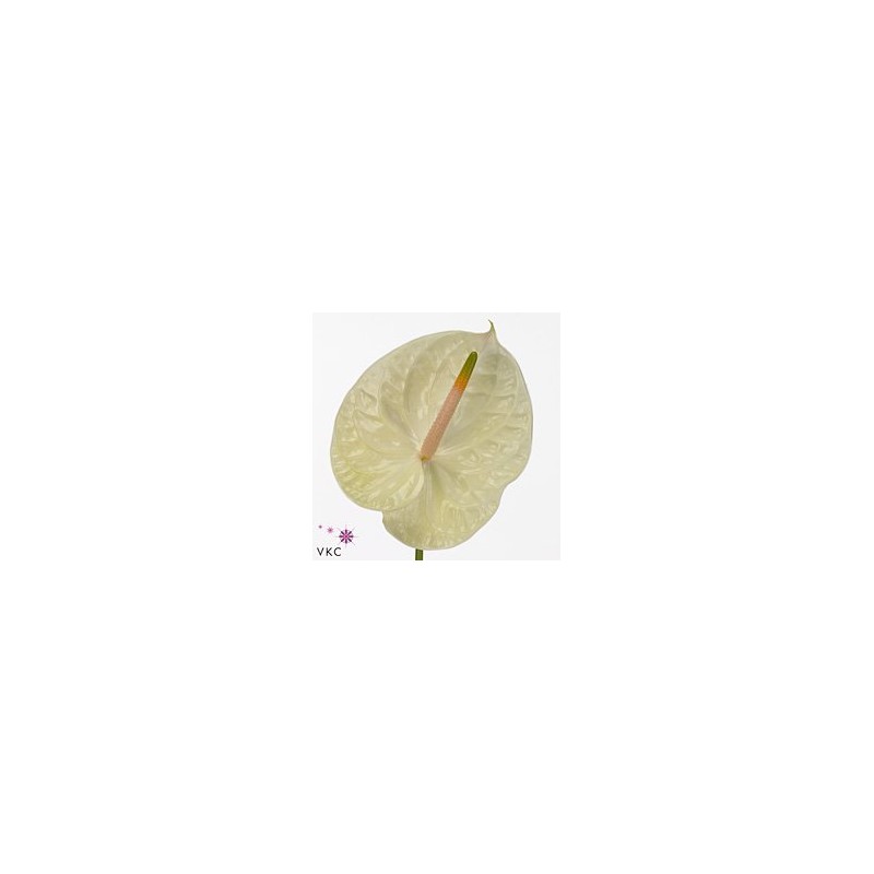 Anthurium Champagne Crema