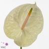 Anthurium Champagne Crema