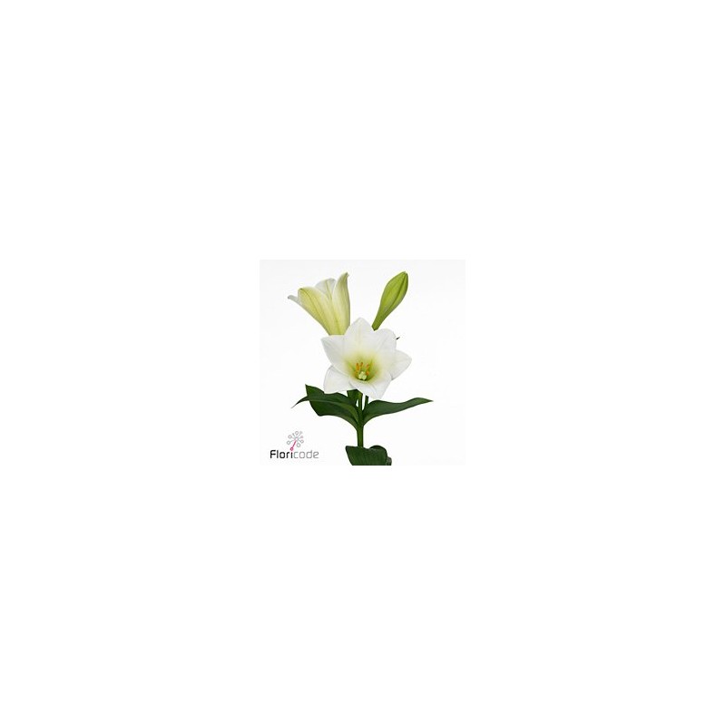 Lilium Longi Watch Up blanco