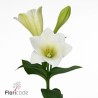 Lilium Longi Watch Up blanco