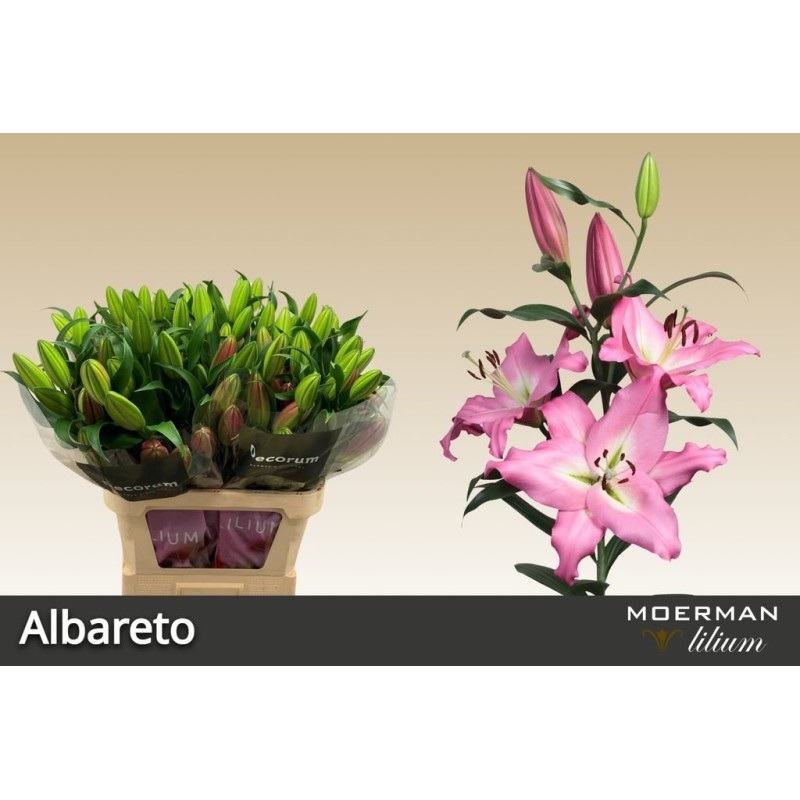Lilium Oriental Albareto fucsia