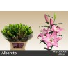 Lilium Oriental Albareto fucsia