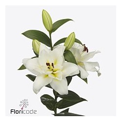 Lilium Oriental Blizzard Blanco 