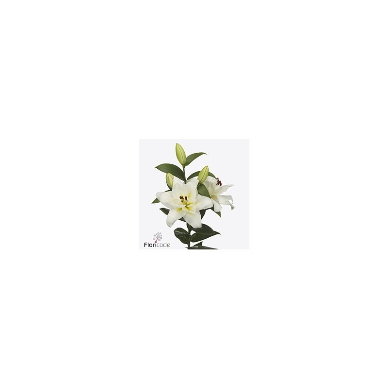 Lilium Oriental Blizzard Blanco 
