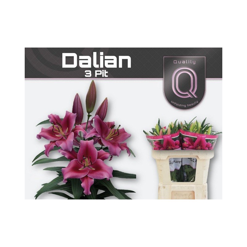 Lilium Oriental Dalian fucsia
