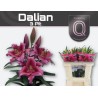 Lilium Oriental Dalian fucsia