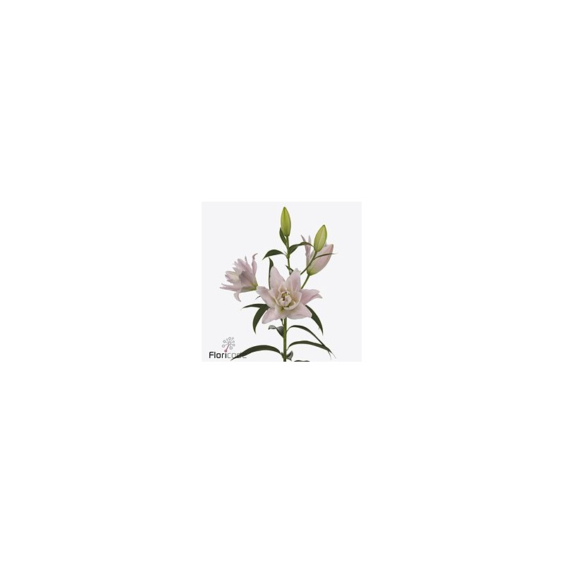 Lilium Oriental Doble Amistad