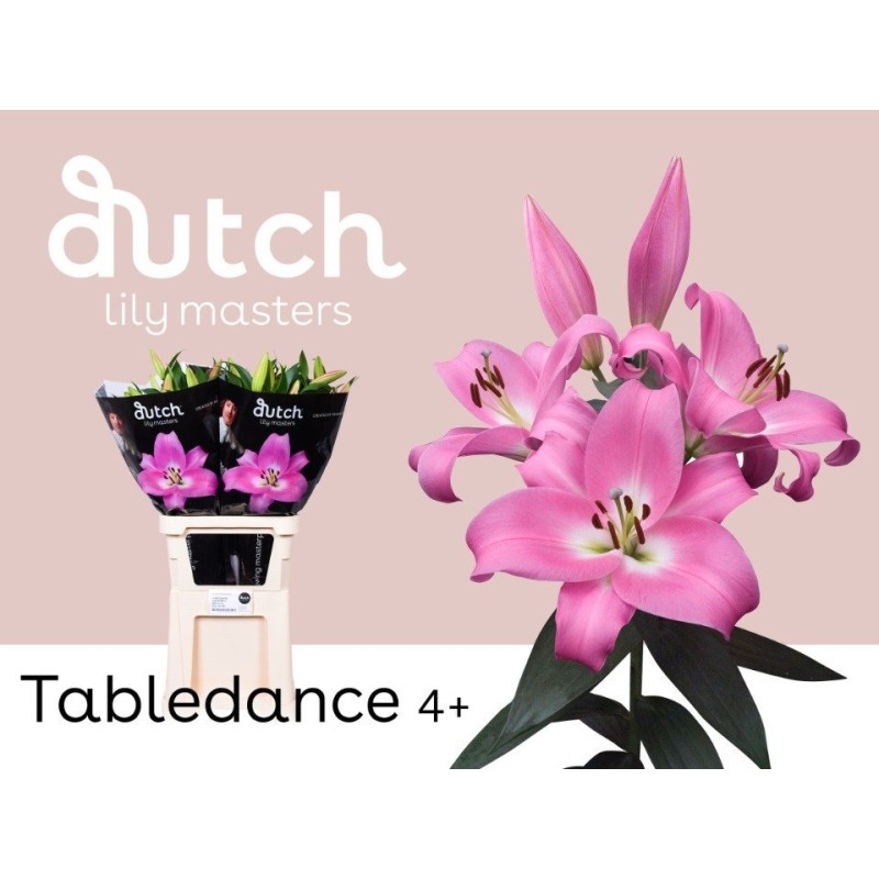 Lilium Oriental Marlon rosa