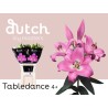 Lilium Oriental Marlon rosa