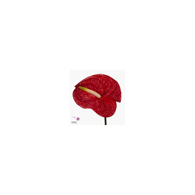 Anthurium Eterno rojo
