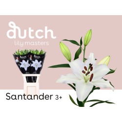 Lilium Oriental Santander blanco