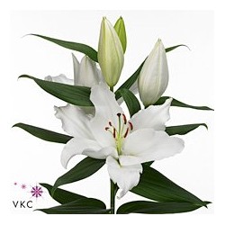 Lilium Oriental Severn blanco
