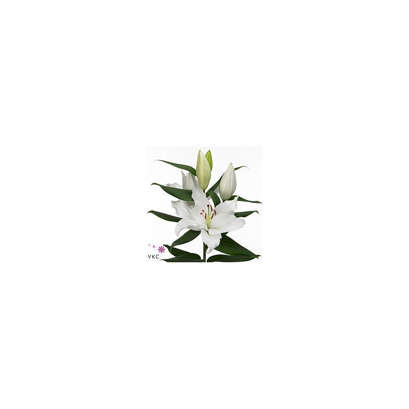 Lilium Oriental Severn blanco