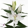 Lilium Oriental Severn blanco